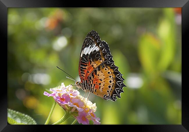 Red Lacewing Butterfly. Framed Print by Louise Wagstaff