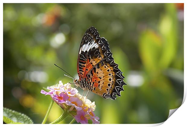 Red Lacewing Butterfly. Print by Louise Wagstaff