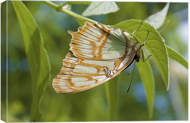 Lacewing Butterfly Canvas Print by Louise Wagstaff