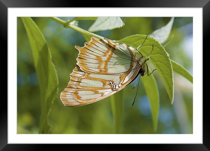 Lacewing Butterfly Framed Mounted Print by Louise Wagstaff