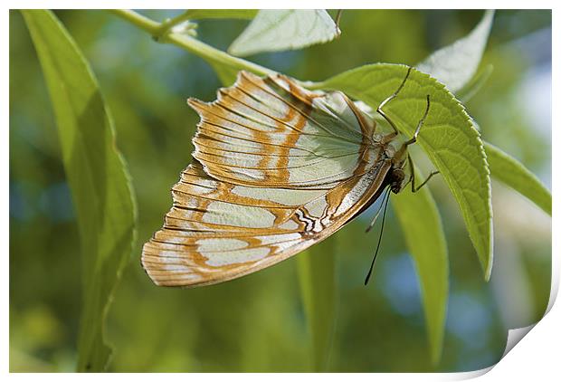 Lacewing Butterfly Print by Louise Wagstaff