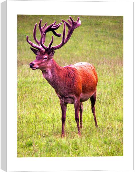 Red Stag Deer Blair Castle Canvas Print by Reg Dobson