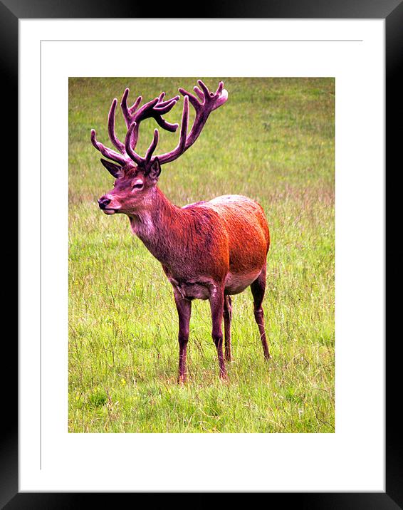 Red Stag Deer Blair Castle Framed Mounted Print by Reg Dobson