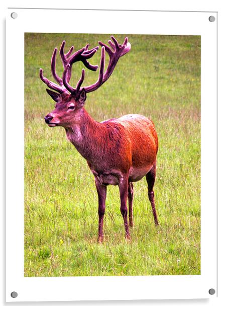 Red Stag Deer Blair Castle Acrylic by Reg Dobson