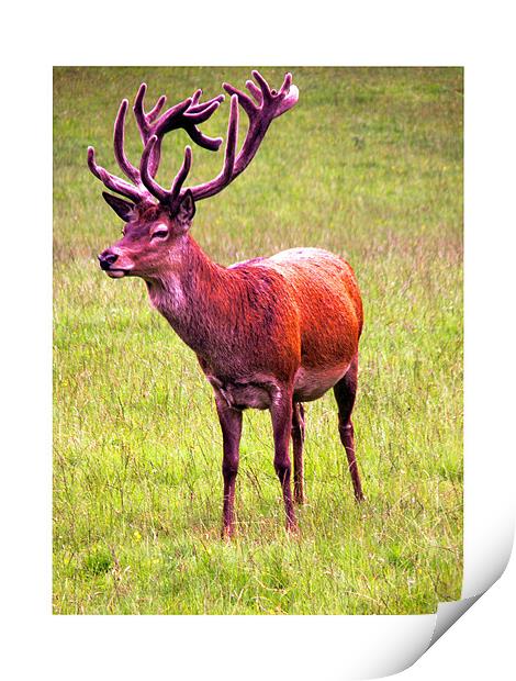 Red Stag Deer Blair Castle Print by Reg Dobson