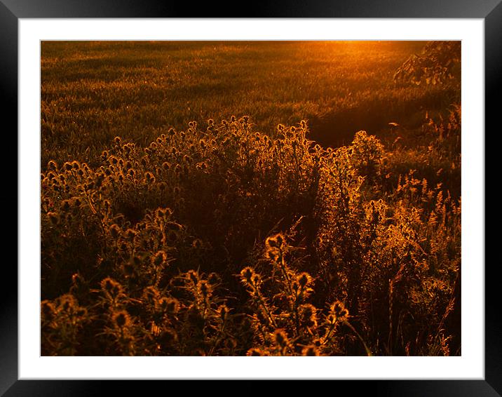 Thistle field Framed Mounted Print by Dominic Hornsby