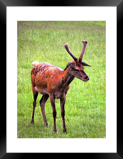 Baby Red Stag Deer Scotland Framed Print by Reg Dobson