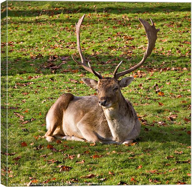 Fallow Deer Canvas Print by Louise Heusinkveld