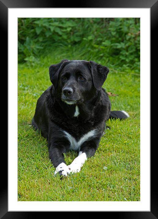 Pepsi the Cross Labrador Collie Framed Mounted Print by Bill Simpson