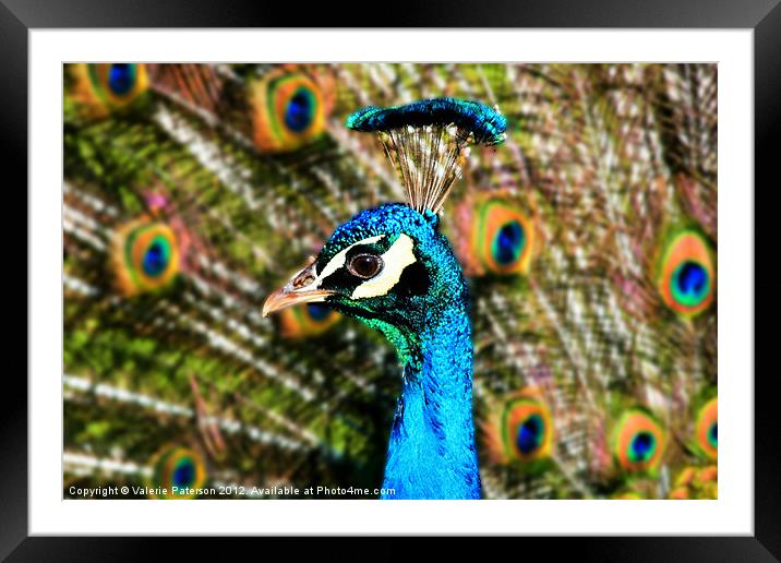 Peacock Blue Framed Mounted Print by Valerie Paterson
