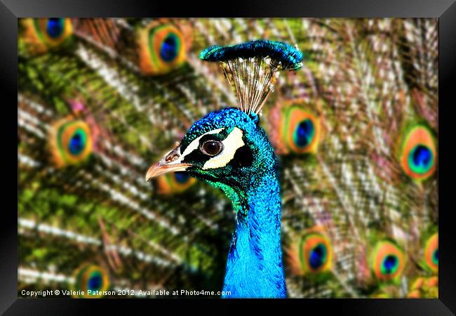 Peacock Blue Framed Print by Valerie Paterson