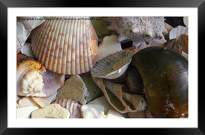 Seashells on the shore Framed Mounted Print by Susan Medeiros