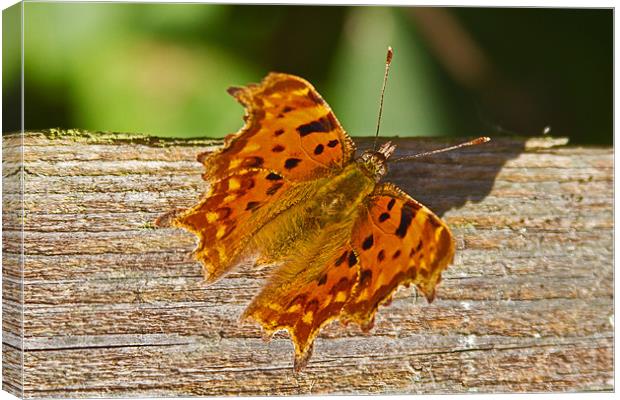 Comma Butterfly Polygonia C-Album Canvas Print by Bill Simpson