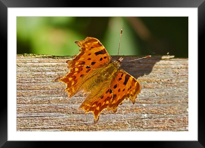 Comma Butterfly Polygonia C-Album Framed Mounted Print by Bill Simpson