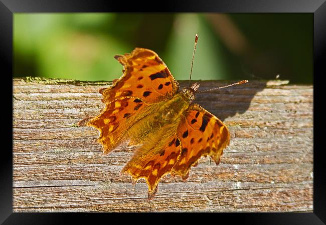 Comma Butterfly Polygonia C-Album Framed Print by Bill Simpson
