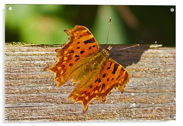 Comma Butterfly Polygonia C-Album Acrylic by Bill Simpson