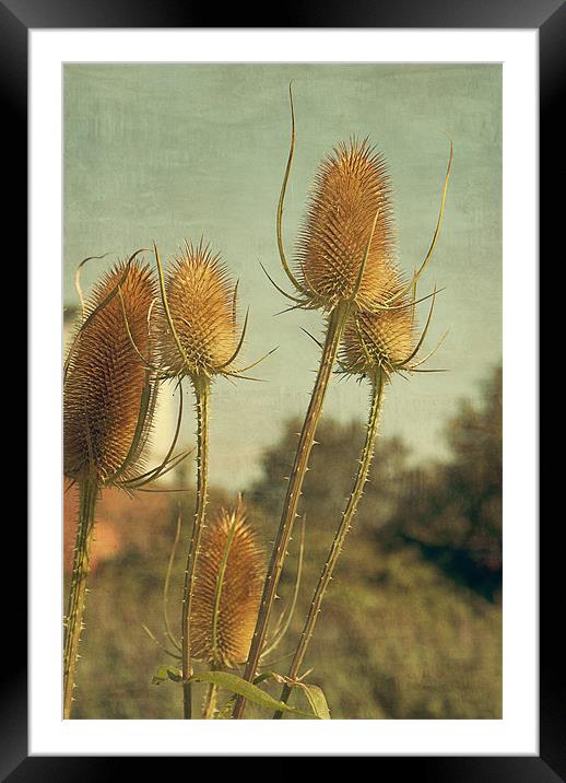 Golden Teasels Framed Mounted Print by Louise Wagstaff