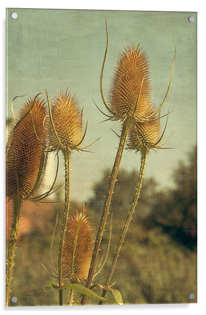 Golden Teasels Acrylic by Louise Wagstaff