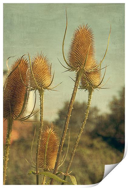 Golden Teasels Print by Louise Wagstaff