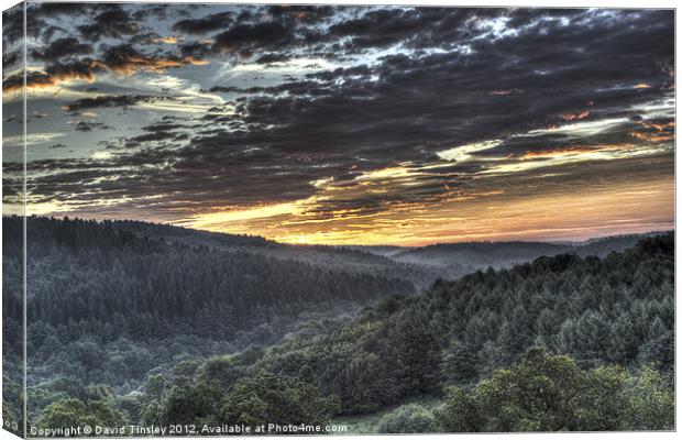 Forest Sunrise Canvas Print by David Tinsley