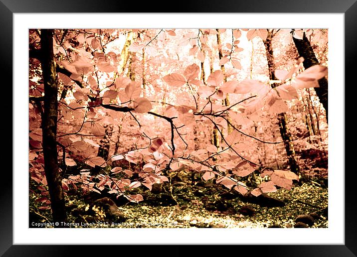 Pink Tree Forest Framed Mounted Print by Thomas Lynch