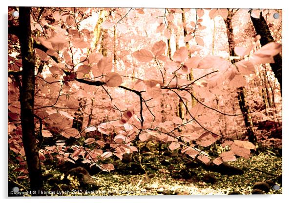 Pink Tree Forest Acrylic by Thomas Lynch