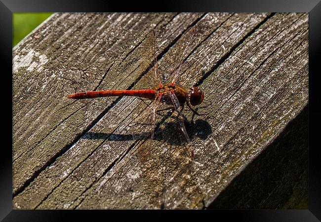 Common Darter Dragonfly Framed Print by Jonathan Swetnam
