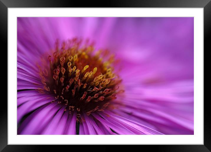 Purple Framed Mounted Print by Stephen Maxwell