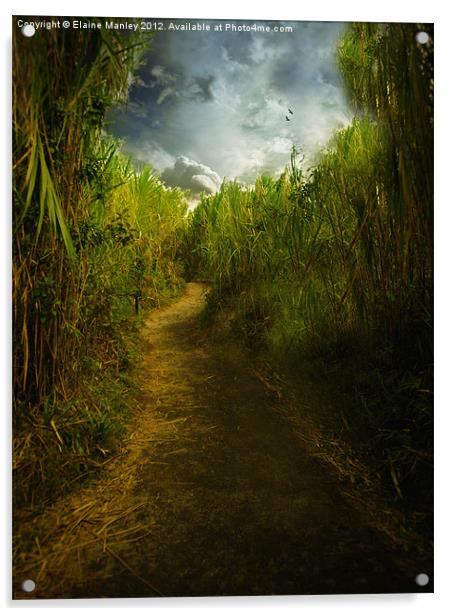 Follow the Path Acrylic by Elaine Manley