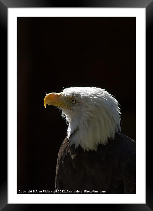 Bald Eagle Portrait Framed Mounted Print by Alan Pickersgill