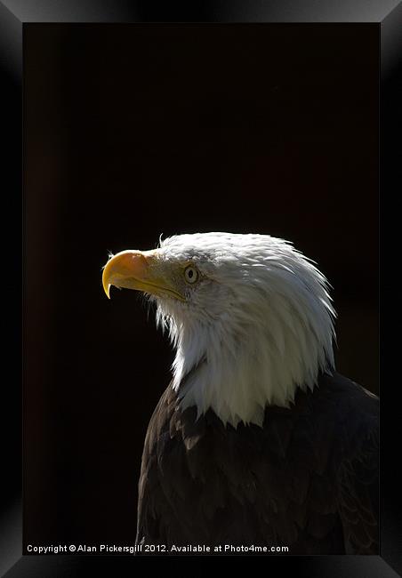 Bald Eagle Portrait Framed Print by Alan Pickersgill
