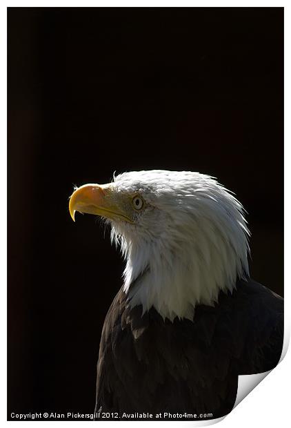 Bald Eagle Portrait Print by Alan Pickersgill