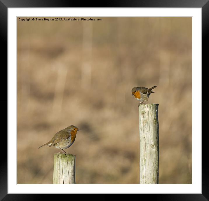 Two Perched (Erithacus rubecula) Framed Mounted Print by Steve Hughes