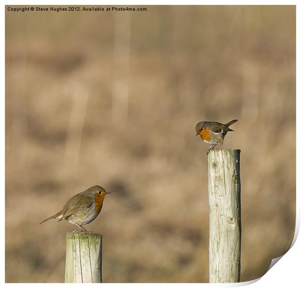 Two Perched (Erithacus rubecula) Print by Steve Hughes