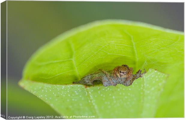 spider nest Canvas Print by Craig Lapsley