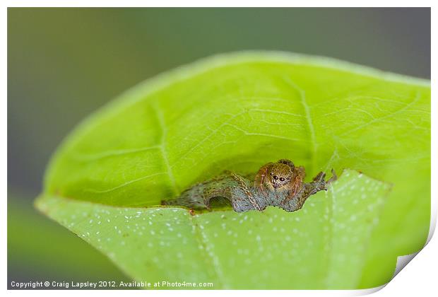 spider nest Print by Craig Lapsley