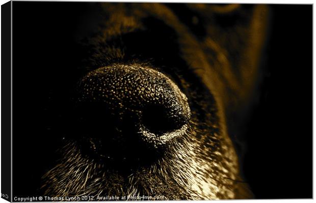 Abstract dog snout Canvas Print by Thomas Lynch