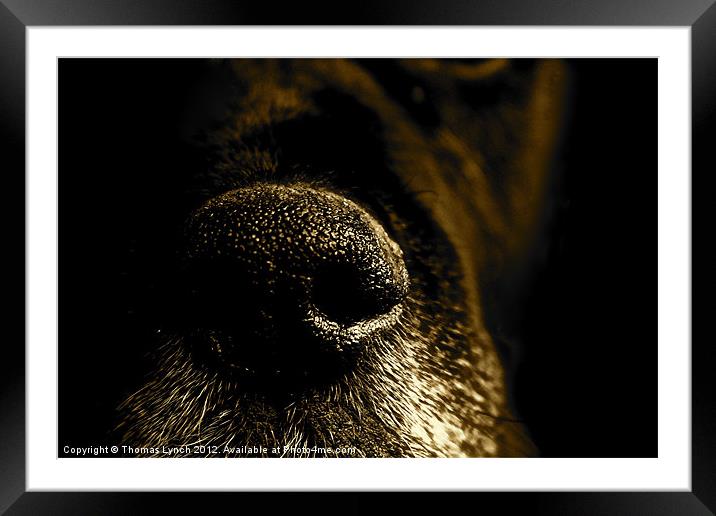 Abstract dog snout Framed Mounted Print by Thomas Lynch