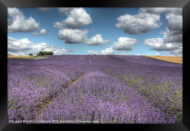 Lavender Field Framed Print by Graham Custance
