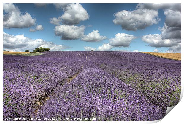 Lavender Field Print by Graham Custance