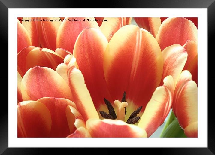 Tulips Framed Mounted Print by Ben Monaghan