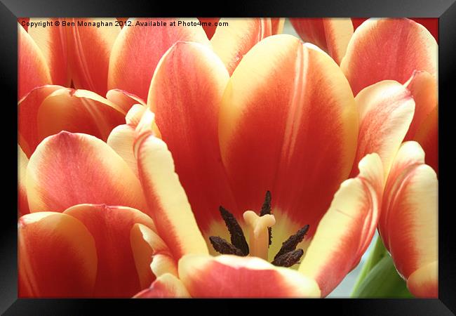 Tulips Framed Print by Ben Monaghan