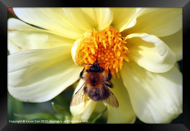 Busy Bee Framed Print by Kevin Carr