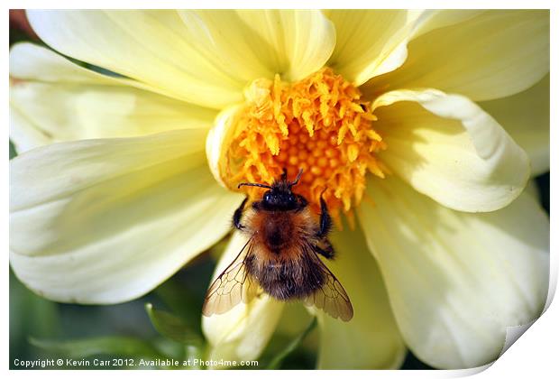 Busy Bee Print by Kevin Carr