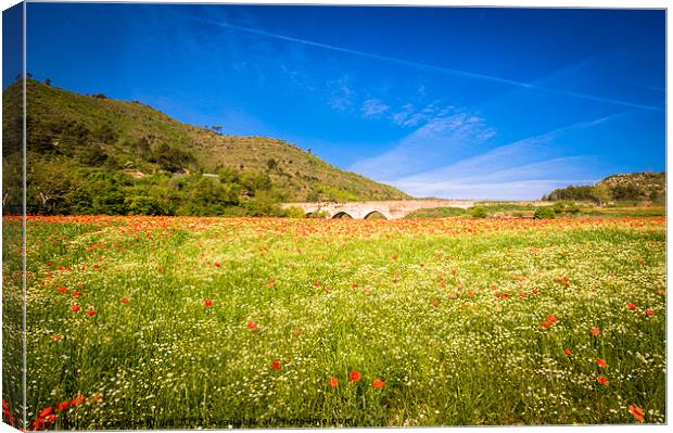 Field of Poppies Canvas Print by Sean Needham