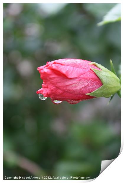 Raindrops on Roses Print by Isabel Antonelli