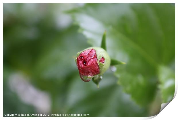 Fresh Red Budding Rose Print by Isabel Antonelli