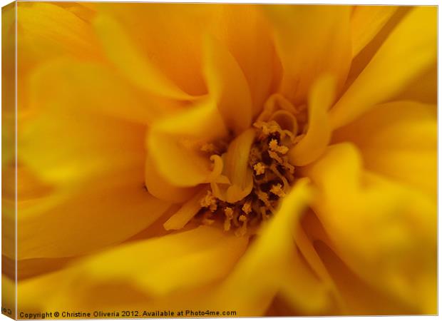 Yellow Carnation Canvas Print by Christine Oliveria