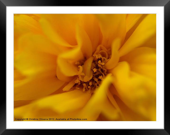 Yellow Carnation Framed Mounted Print by Christine Oliveria
