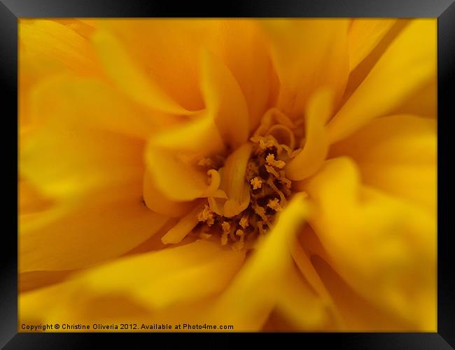 Yellow Carnation Framed Print by Christine Oliveria